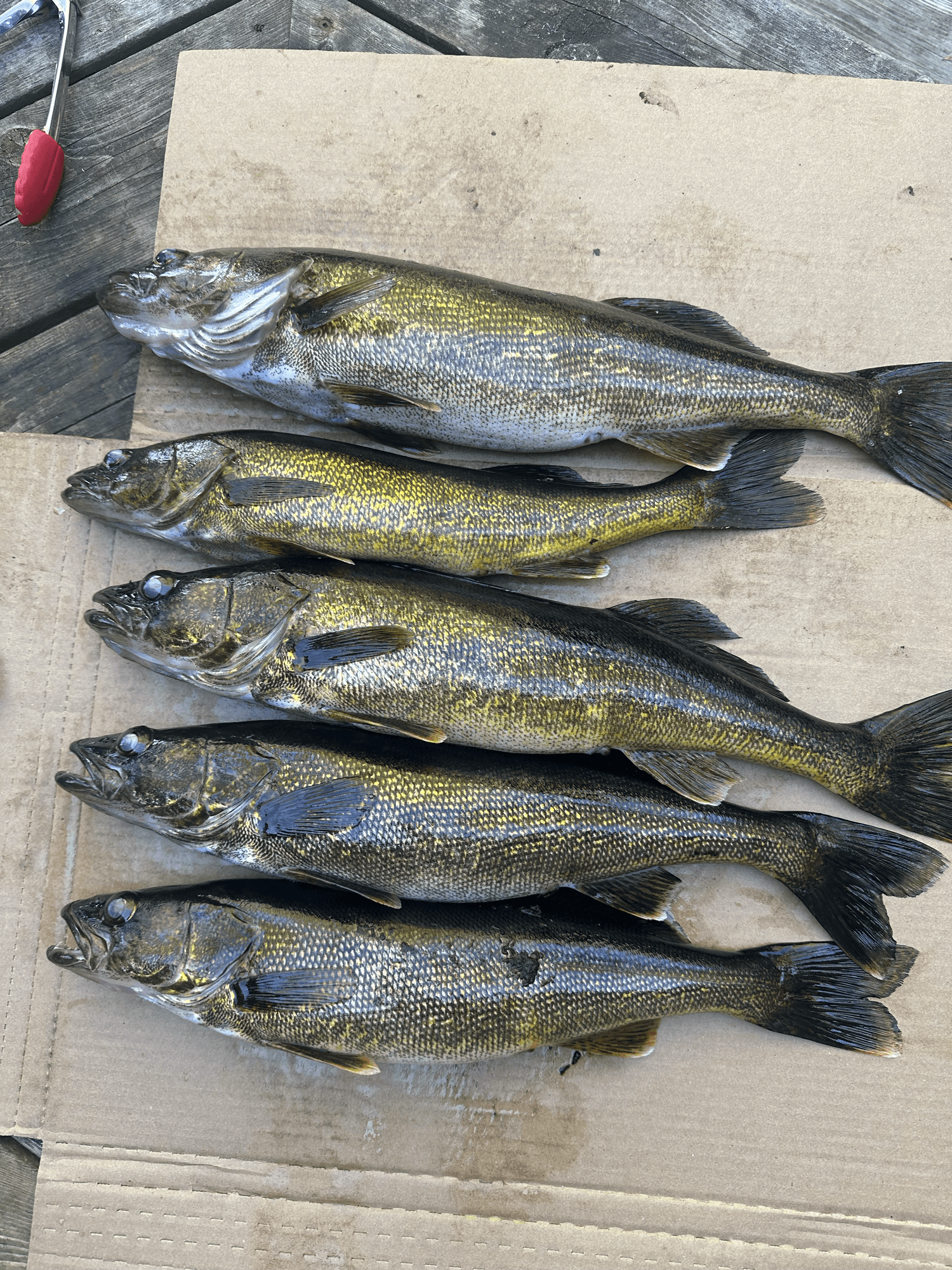 Guest holding a walleye caught on Big Gull Lake